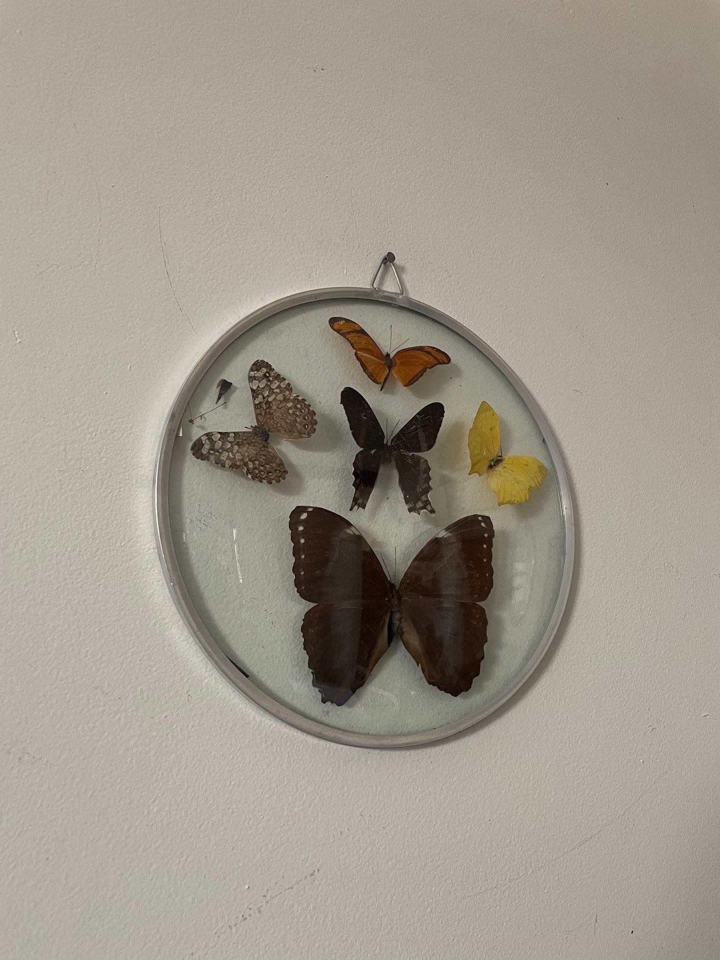 70's Taxidermy Butterflies in Domed Glass Frame