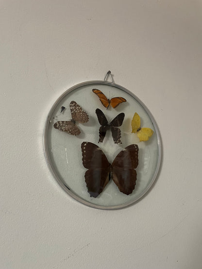70's Taxidermy Butterflies in Domed Glass Frame